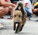 Wednesday Weirdness……Baby Monkey riding backwards on a&nbsp;pig!