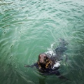 Photo of the day: Cornish&nbsp;Seal